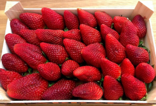 Fresas sin hojas.